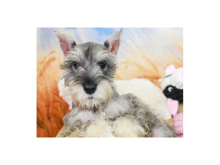 Mini Schnauzer