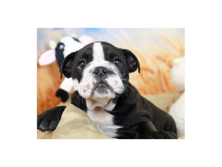 English Bulldog
