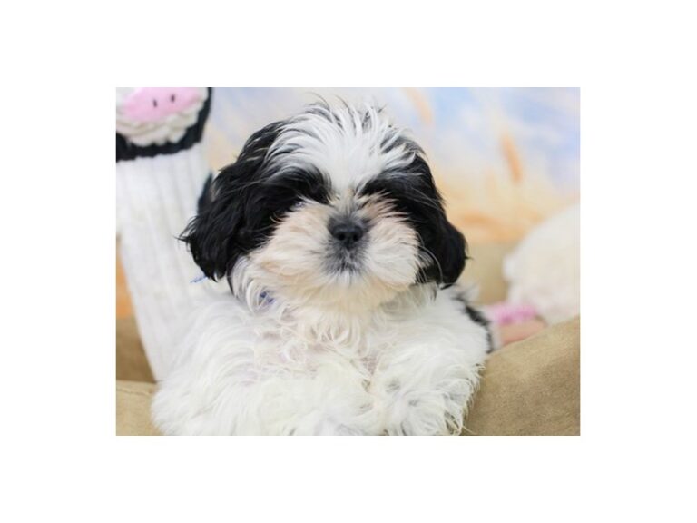 Shih Tzu