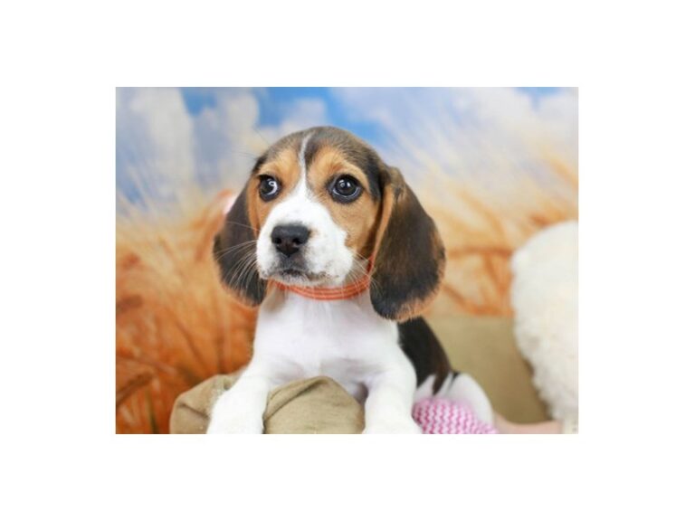 Beagle