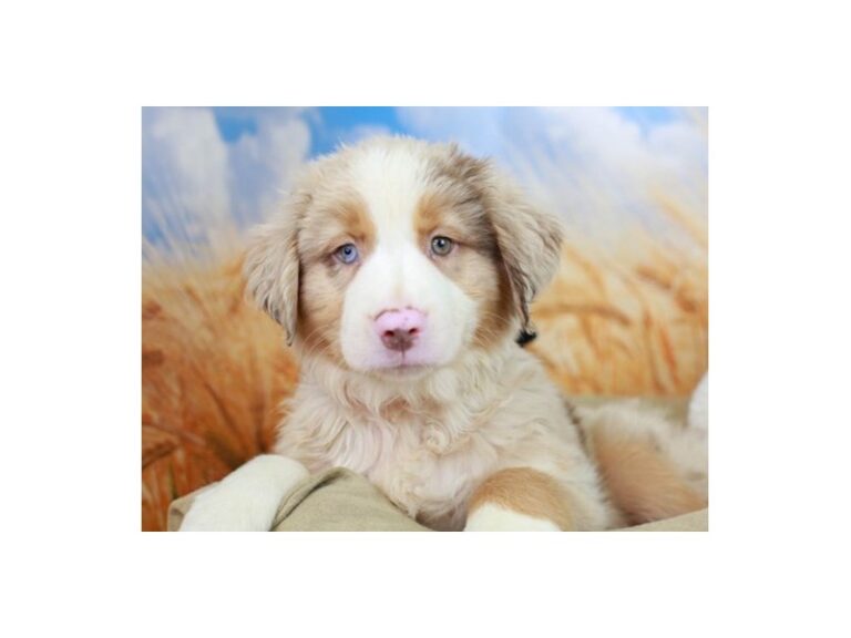 Australian Shepherd