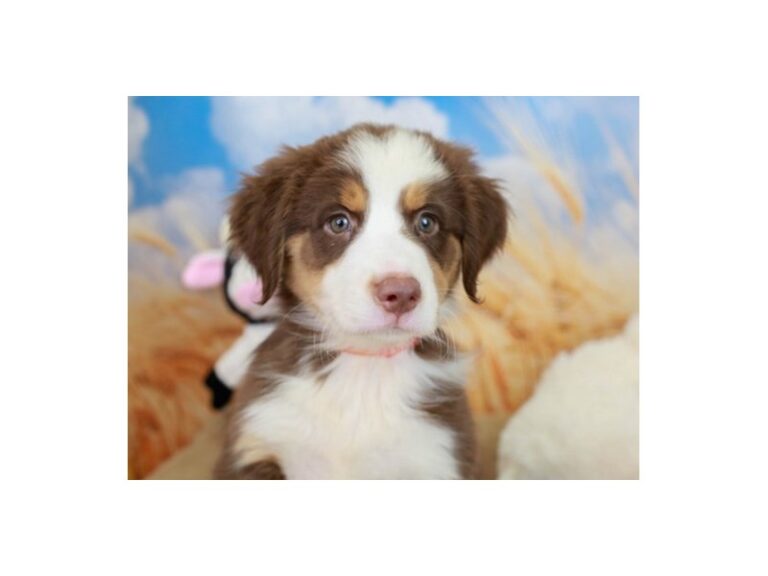 Australian Shepherd