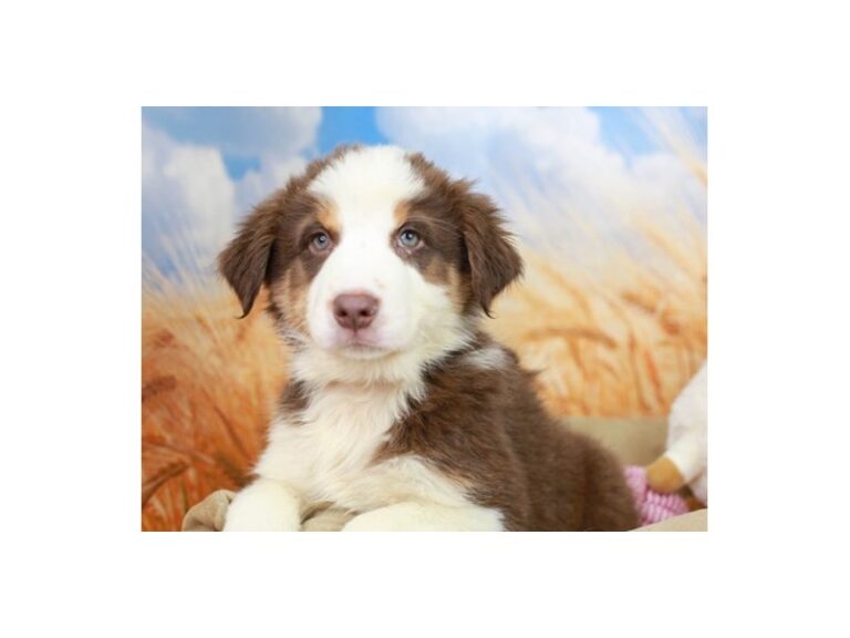 Australian Shepherd