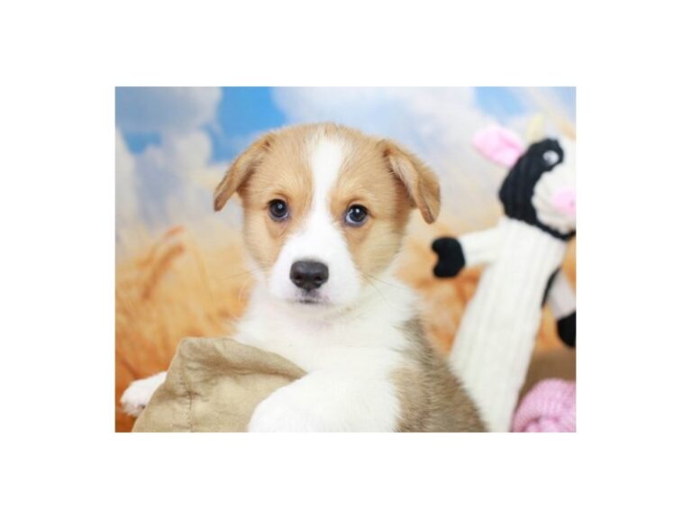 Pembroke Welsh Corgi