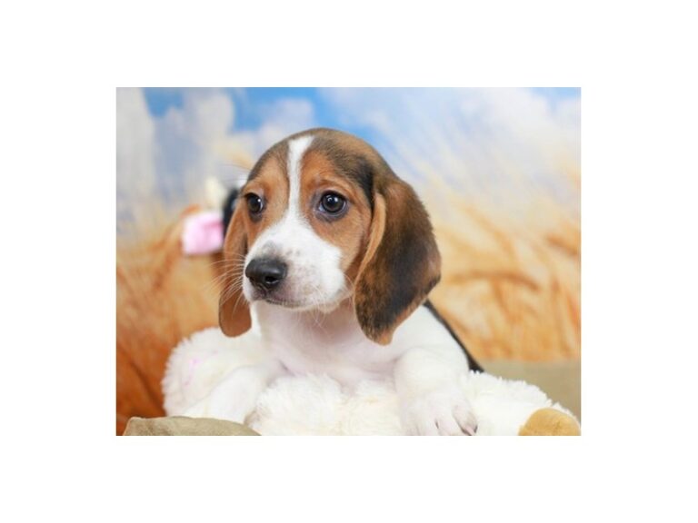 Beagle