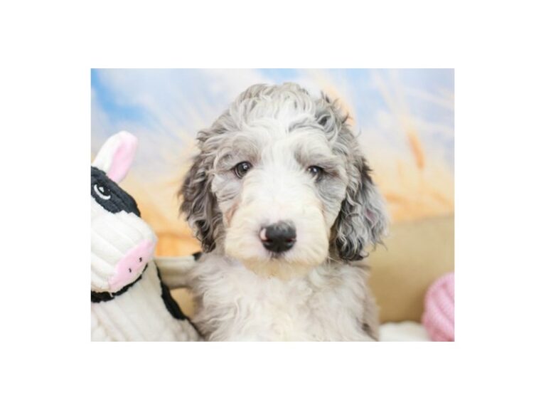 Mini Sheepadoodle