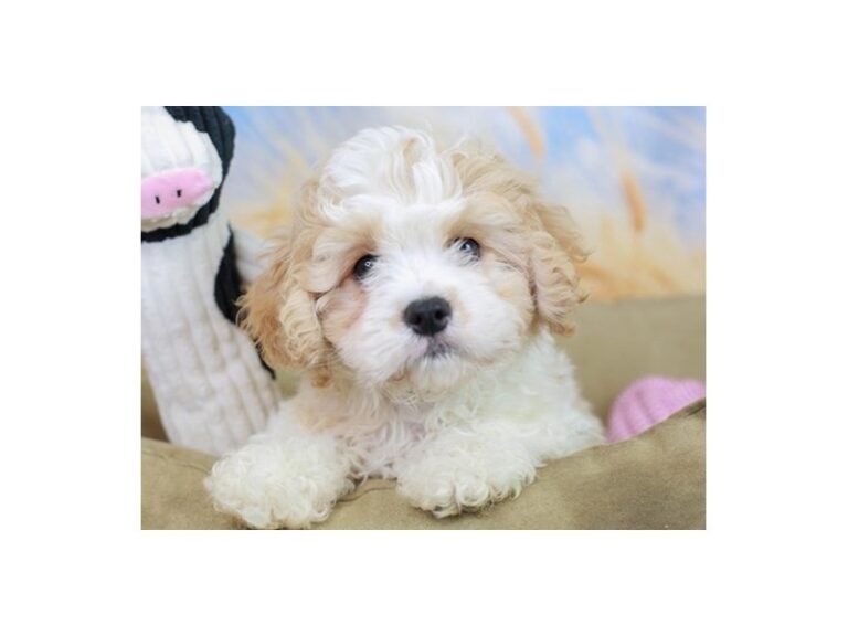 Cavachon
