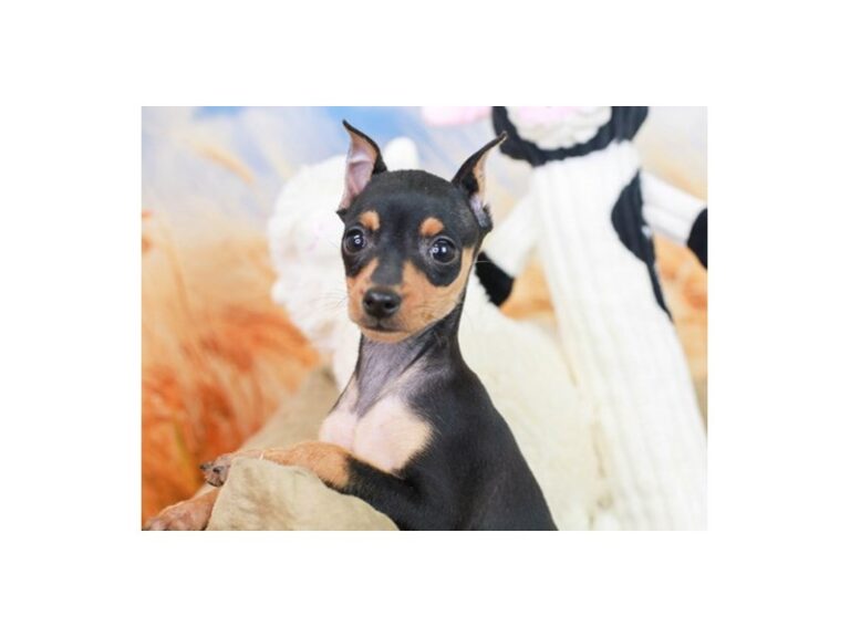 Mini Pinscher