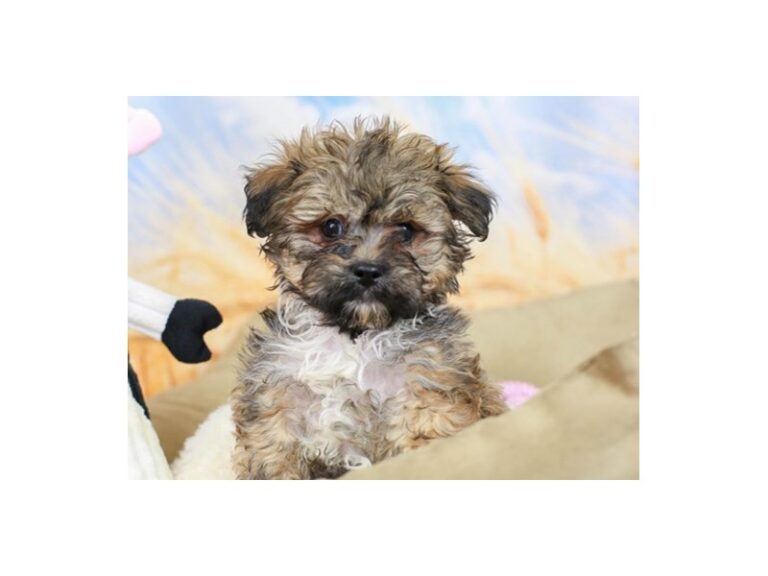Lhasa Poo