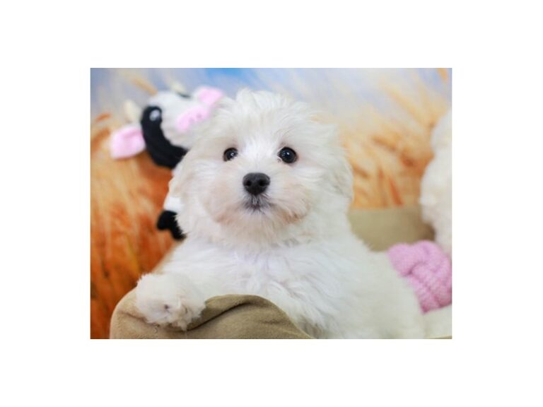 Havanese