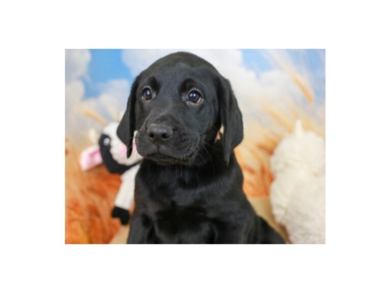 Labrador Retriever
