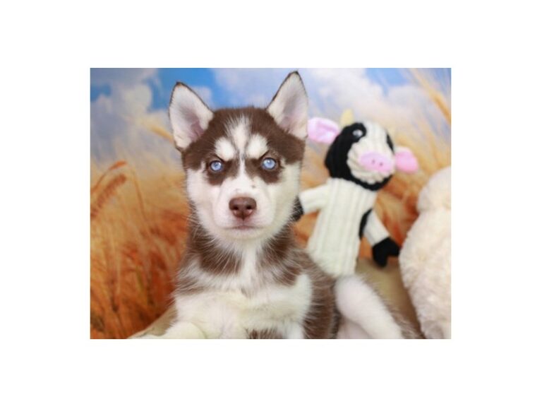 Siberian Husky