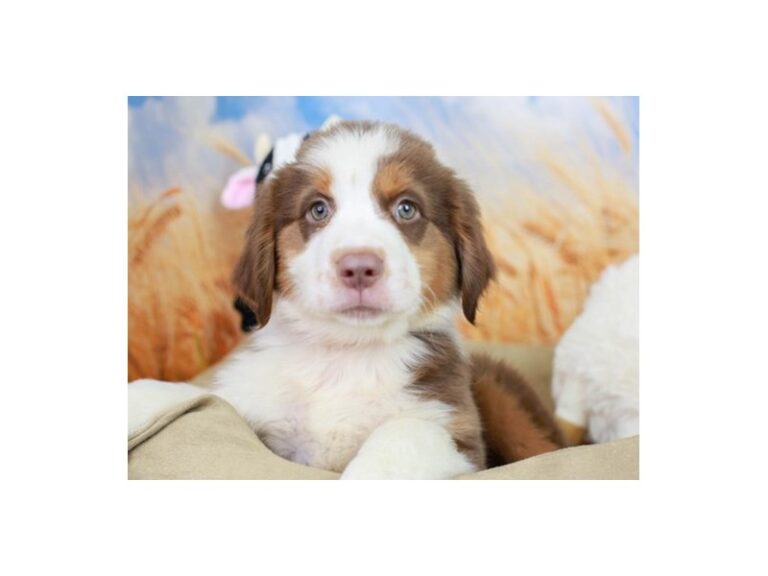 Australian Shepherd