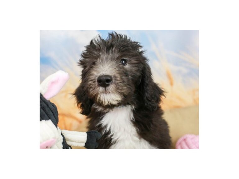 Mini Sheepadoodle