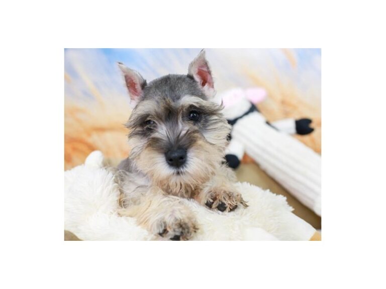 Mini Schnauzer