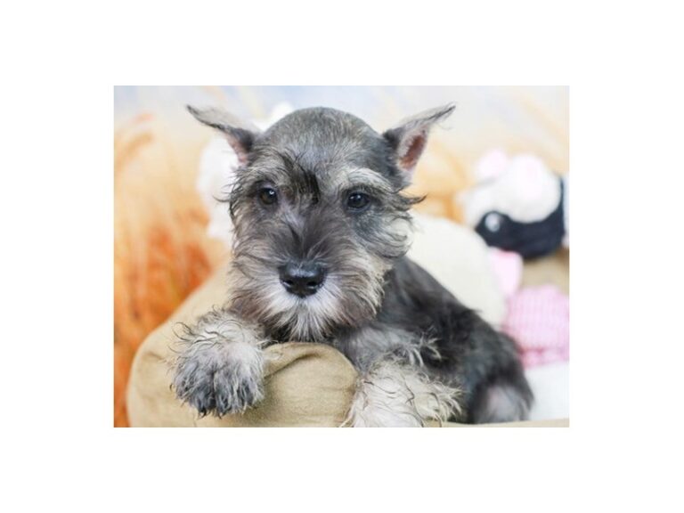 Mini Schnauzer