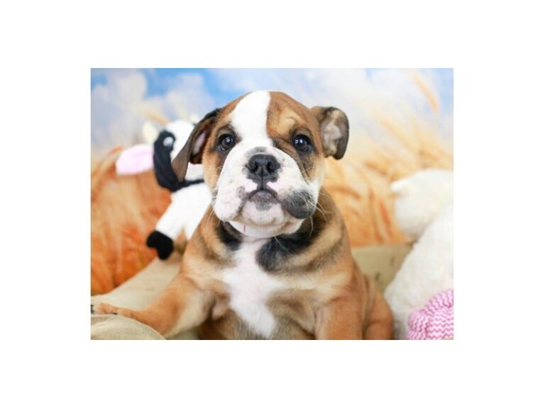 English Bulldog