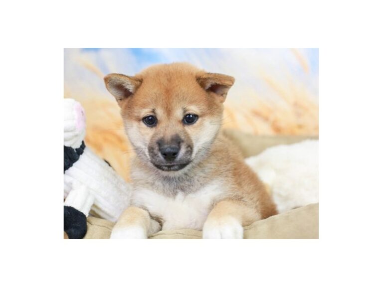 Shiba Inu