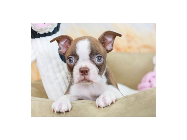 Boston Terrier