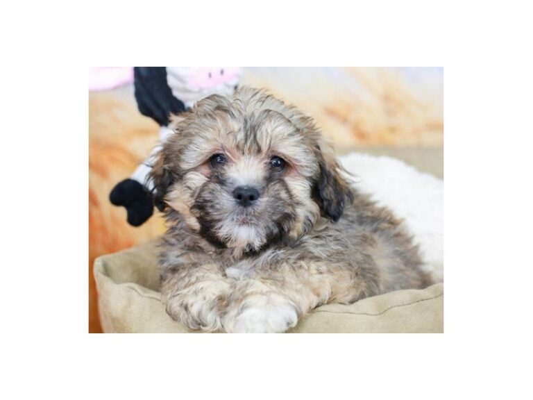 Lhasa Poo