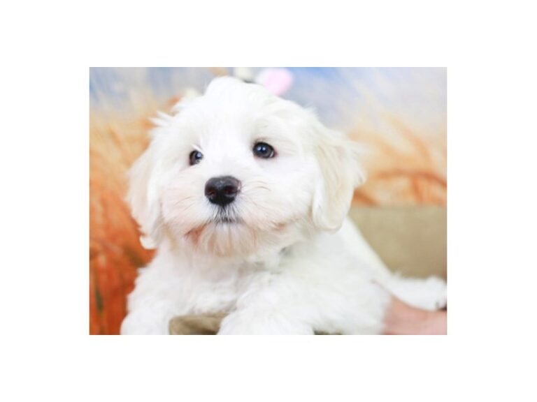 Havanese