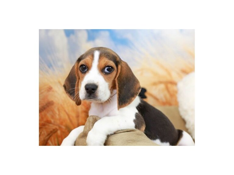 Beagle
