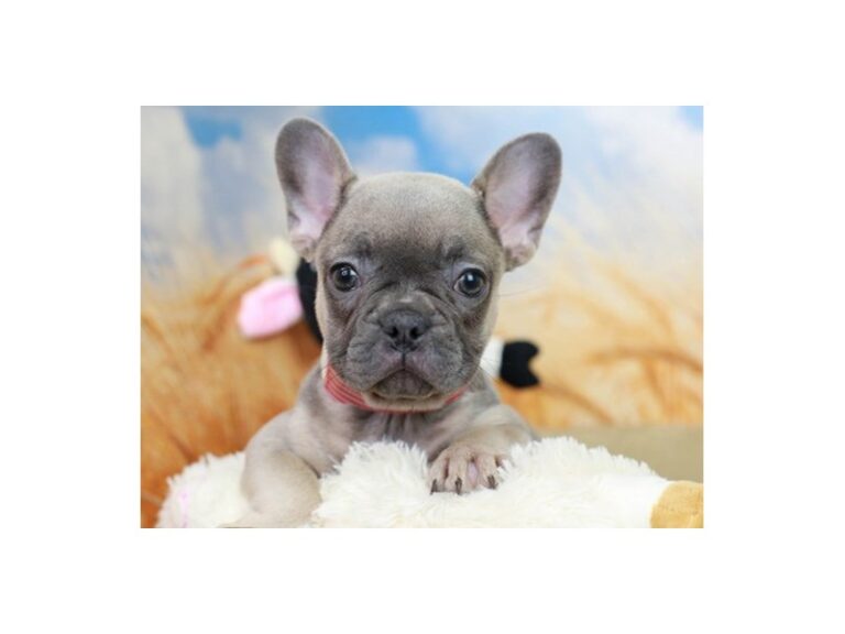 French Bulldog
