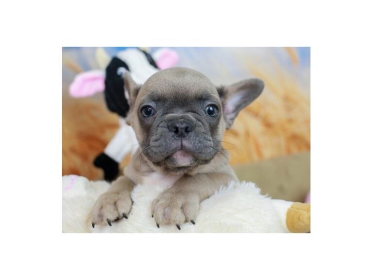 French Bulldog
