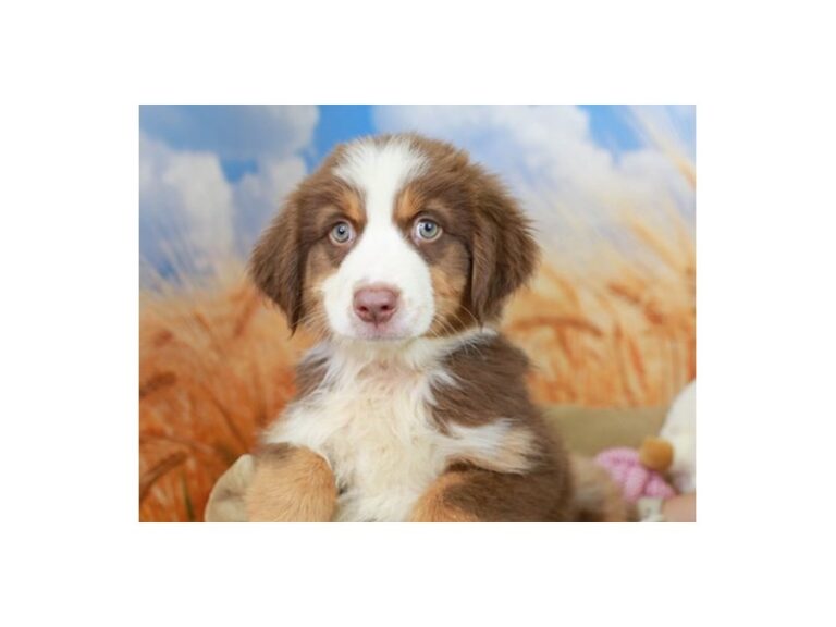 Australian Shepherd