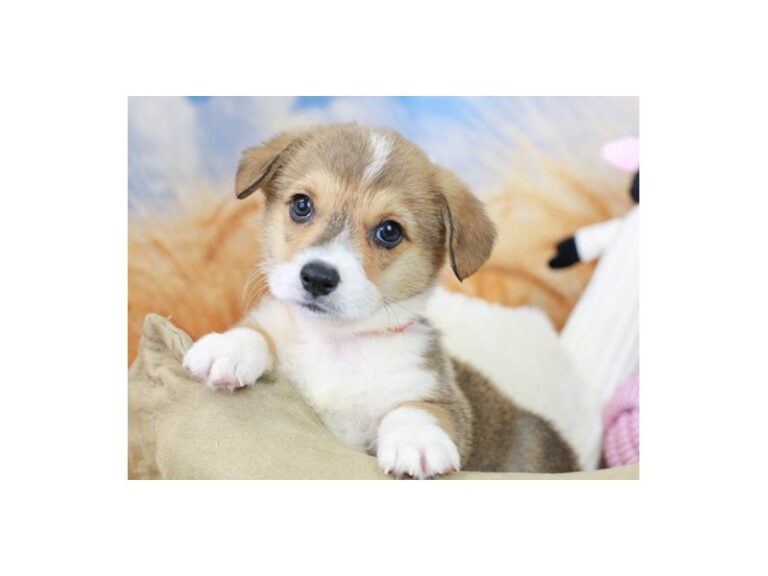 Pembroke Welsh Corgi