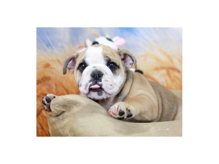 English Bulldog