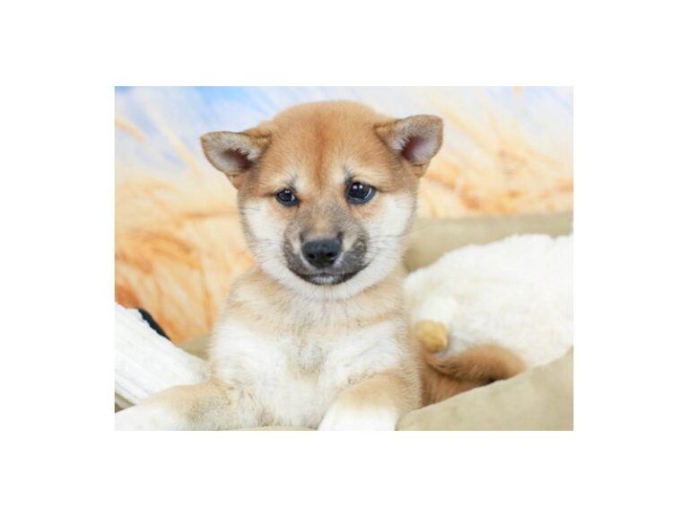 Shiba Inu