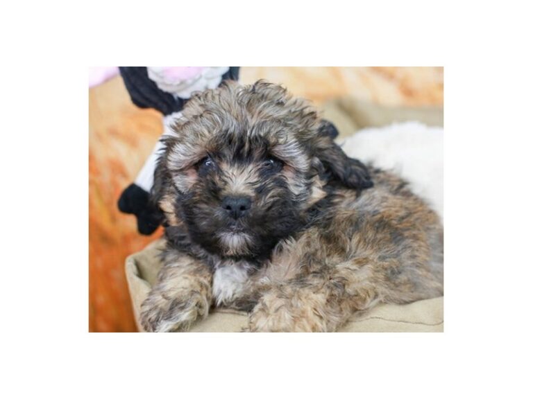 Lhasa Poo