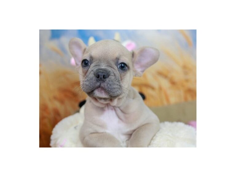 French Bulldog