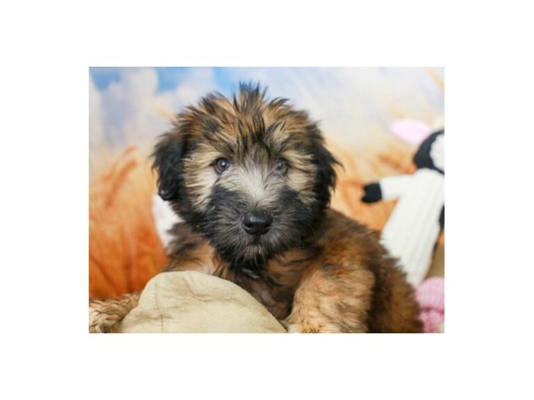 Soft Coated Wheaten Terrier