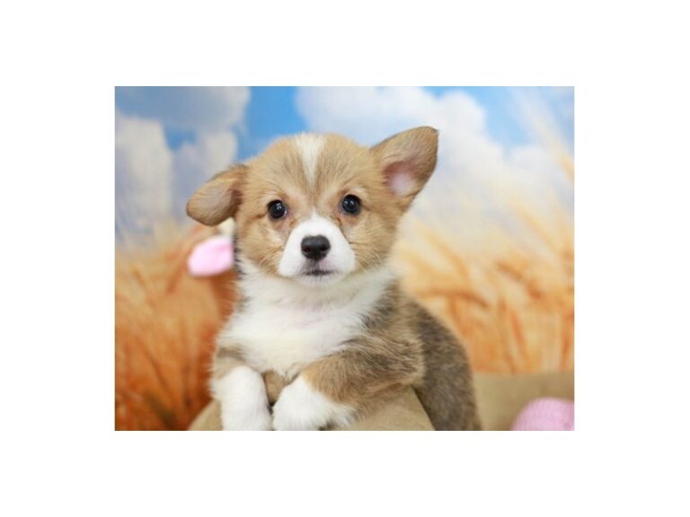 Pembroke Welsh Corgi