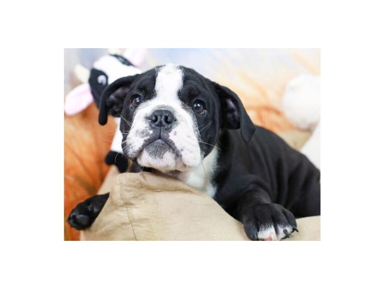 English Bulldog