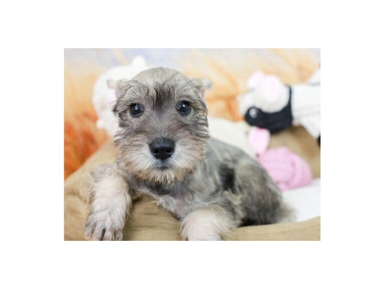 Mini Schnauzer