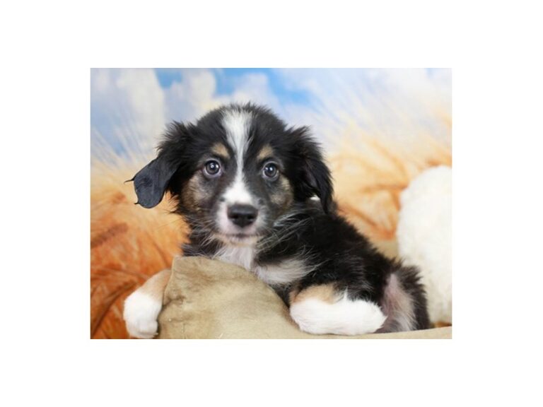 Mini Aussie