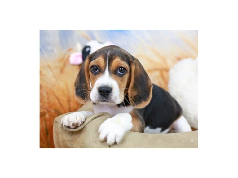 Beagle