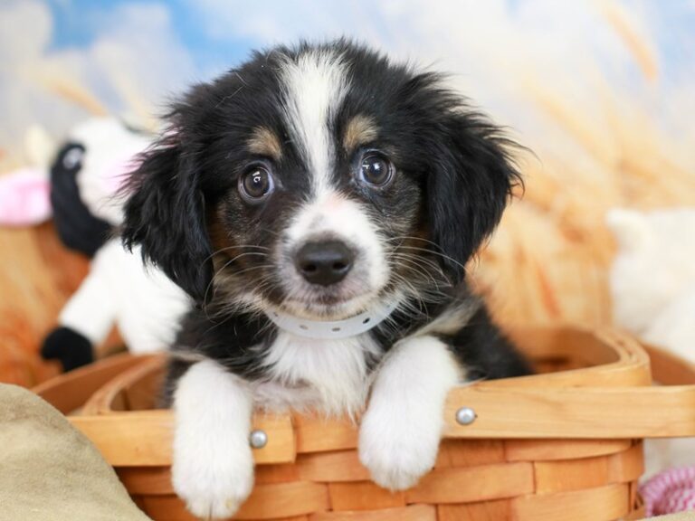 Mini Aussie