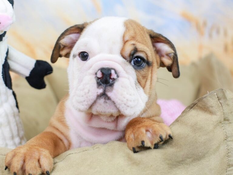English Bulldog
