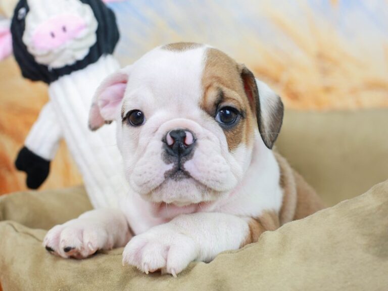 English Bulldog