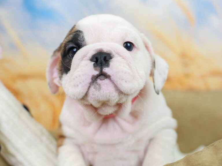 English Bulldog