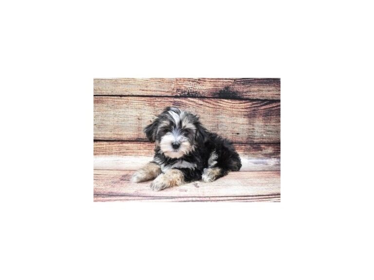 Morkie