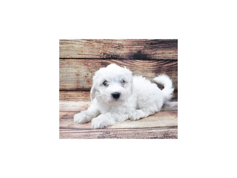 Coton De Tulear