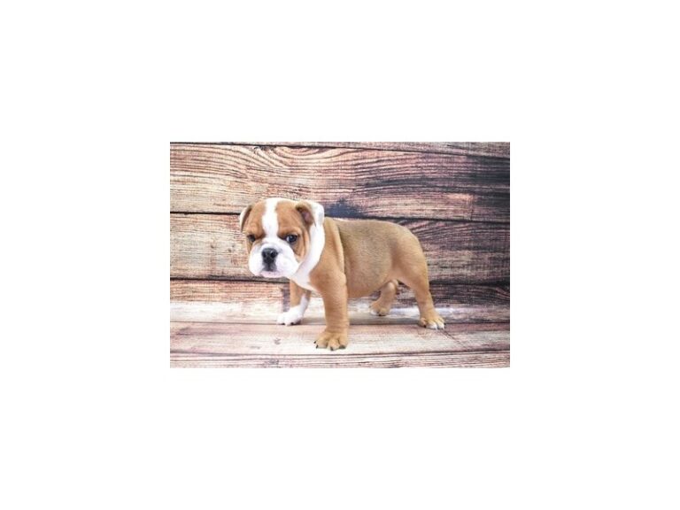 English Bulldog