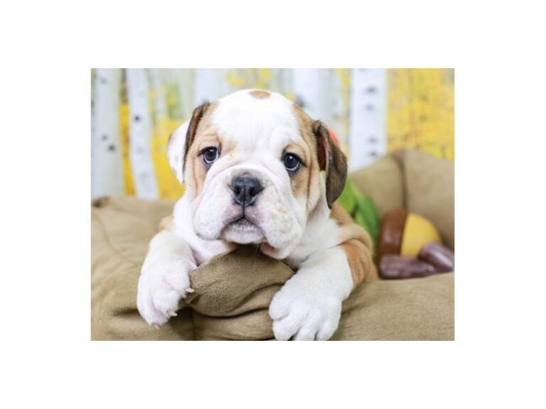 English Bulldog