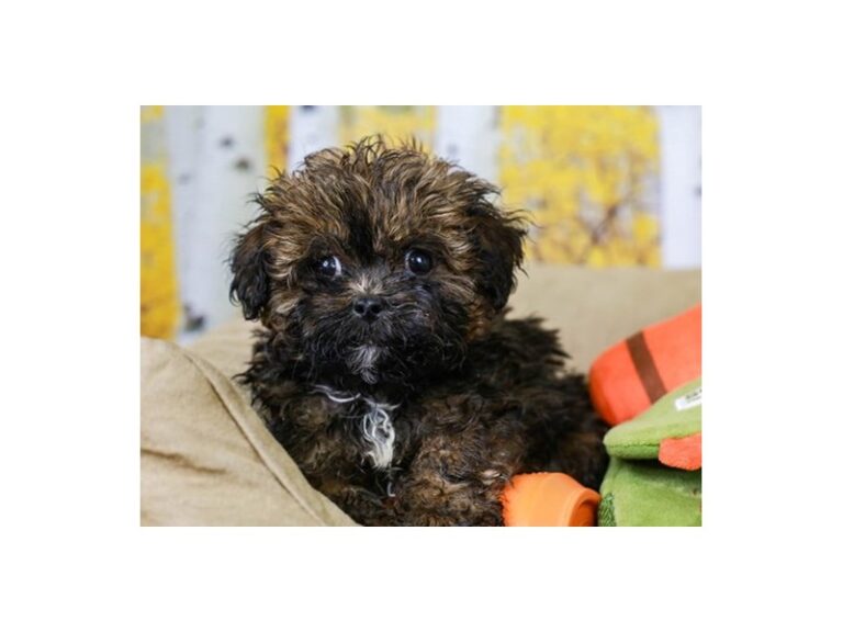 Lhasa Poo