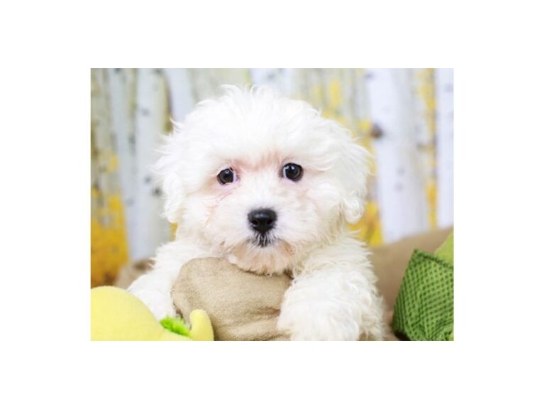 Lhasa Poo